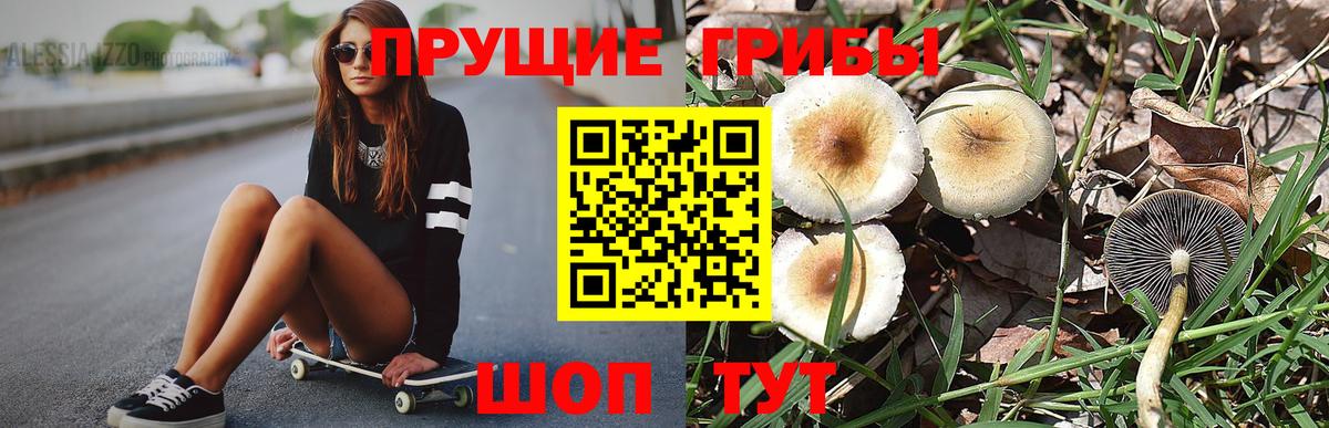 Псилоцибиновые грибы Cubensis Дмитров